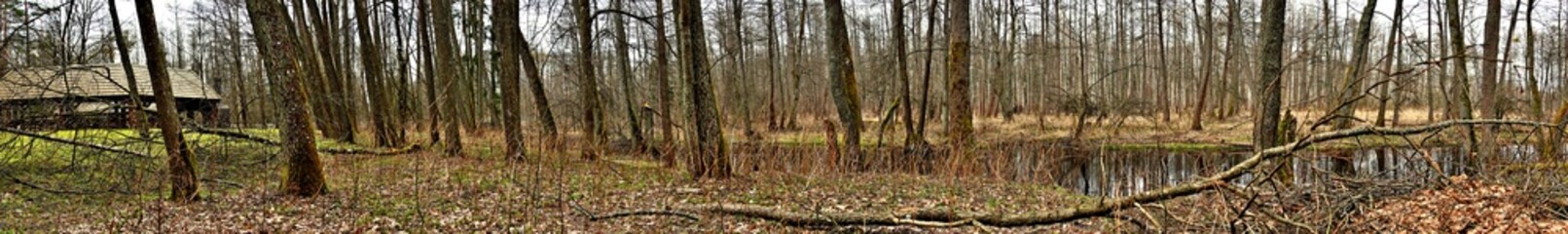 Obraz premium Panorama of the Bialowieza forest in the spring.Bialowieza National Park.