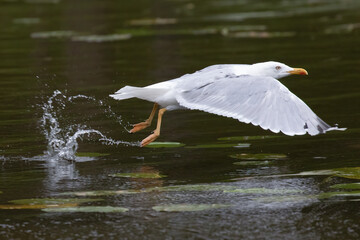 Herring Gull