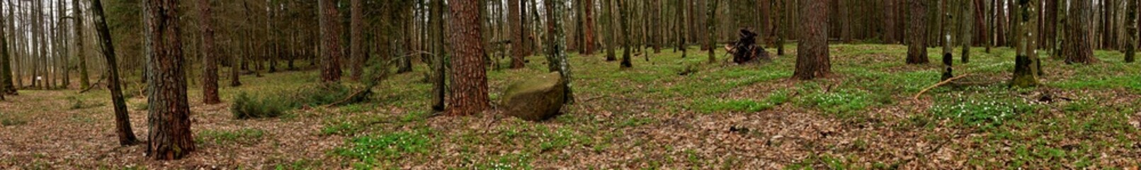 Fototapeta premium Panorama of the Bialowieza forest in the spring.Bialowieza National Park.