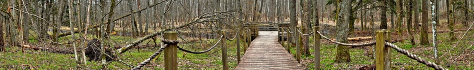 Panorama of the Bialowieza forest in the spring.Bialowieza National Park.