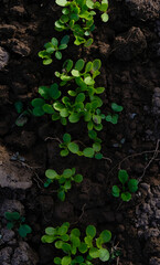 Small lettuce on the soil background. Top view. Vertical image.