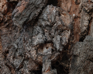 Tree with a human face