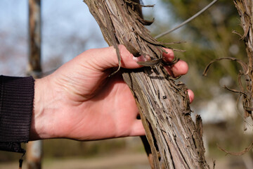 Male hand on a vine trunk. Farmer inspects an old vineyard after winter.