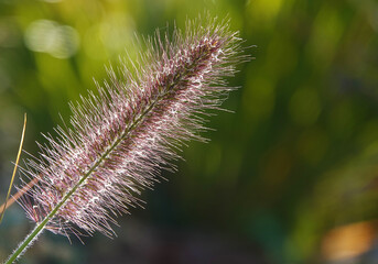 Peristostuple bristly plant