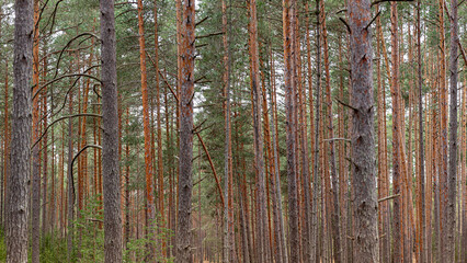 Pine forest, panoramic photography
