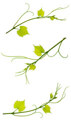 Set: vine with leaves isolated on white background. Banner of organic .green grapes. Summer . Wine Day.