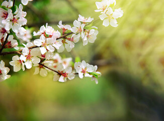 Cherry blossoms. Blooming cherry branches. Spring background.