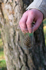 Compostable bioplastic cup with pine cones in man's hand. Plastic-free. Vertical image. Copy space. 