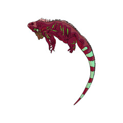 Vector  Illustration of iguana, tropical lizard. Isolated exotic animal in line for printing on paper, blank for designer, coloring