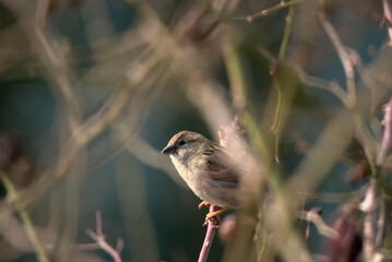 Moineau domestique (Passer domesticus) sur une branche - Bas Rhin - France