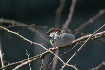 Moineau domestique (Passer domesticus) sur une branche - Bas Rhin - France