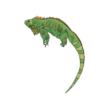 Vector  Illustration of iguana, tropical lizard. Isolated exotic animal in line for printing on paper, blank for designer, coloring