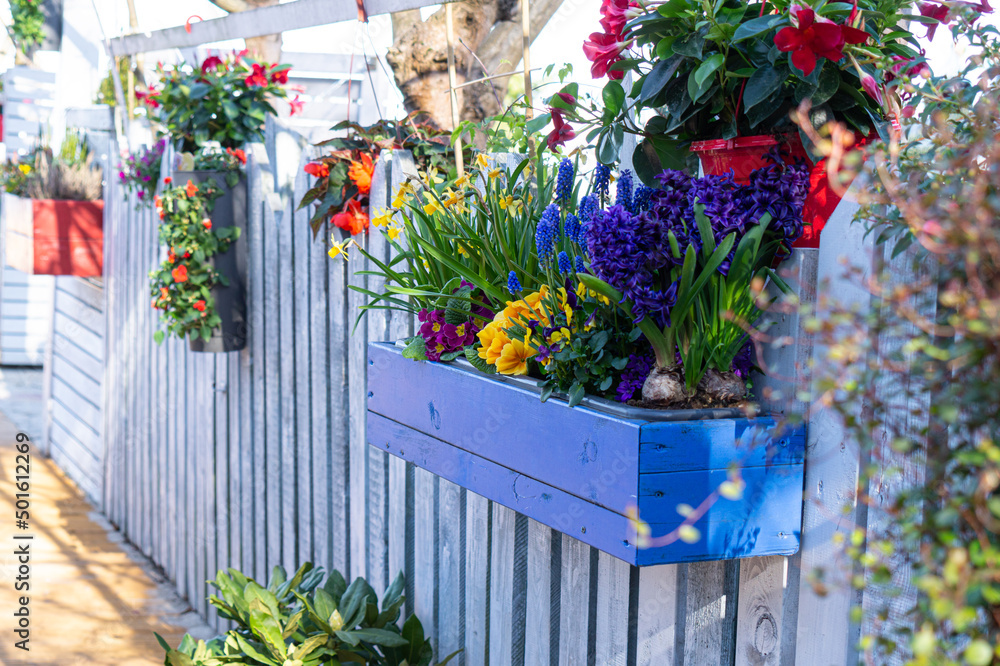 Poster Flower pot with spring flowers. Home and garden decoration