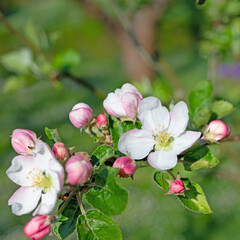 Fototapeta na wymiar Blühender Apfelbaum, Malus, im Frühling