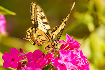 Beautiful butterfly on a red flower