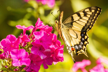 Butterfly swallowtail on a phlox flower