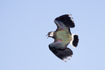 Northern lapwing