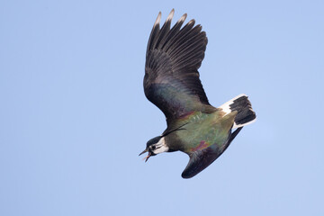 Northern lapwing