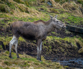 Moose or European moose (Alces alces).