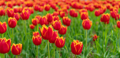 red flowers of fresh holland tulips in field. flowers spring