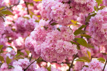 cherry blossom tree. pink sakura flower on blooming spring tree