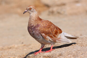 Dove