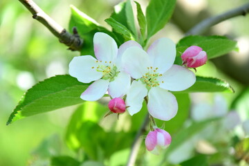 Apfelblüte in weiß und rosa in Südtirol - Hintergrund und Textur - Apfelbaumblüte - Apfelbaumblüten	