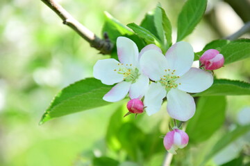 Obraz premium Apfelblüte in weiß und rosa in Südtirol - Hintergrund und Textur - Apfelbaumblüte - Apfelbaumblüten 