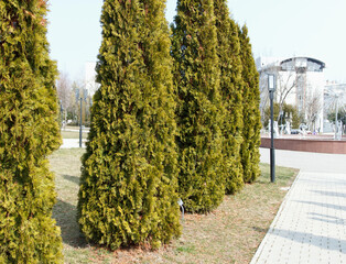 Yew trees planted in a park along walking paths, street light and building