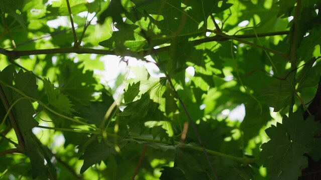 Sunrays shining through green wine grape leaves outdoors in slow motion. Close-up cultivated plant branches in sunbeam on plantation on Cyprus island. Mediterranean viticulture concept