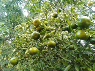green olives on tree