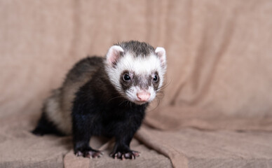 The cute funny ferret portrait