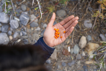 A hand holding Sea buckthorn berries