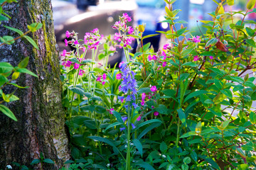 Tree trunk garden in springtime in the city of Groningen. Urban greening on behalf of climate...