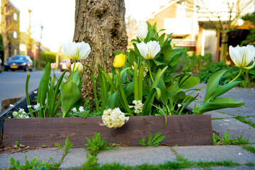 Tree trunk garden in springtime in the city of Groningen. Urban greening on behalf of climate...
