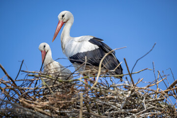 Störche im Nest