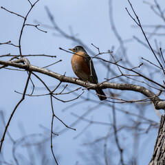 robin on branch