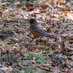 robin on the grass