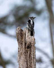 woodpecker on a tree