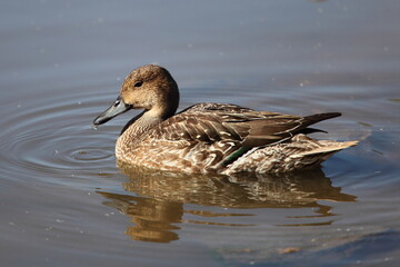 Juvenile Pintail