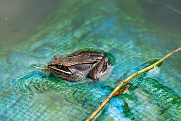 frog in the pool