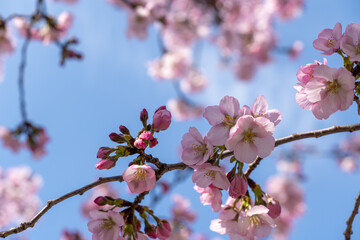 cherry blossom