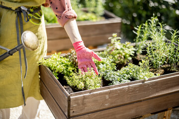 Gardener taking care of herbs growing at home vegetable garden. Woman with watering can wearing apron and gloves, cropped view © rh2010