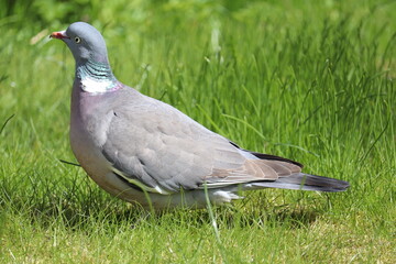 pigeon on grass