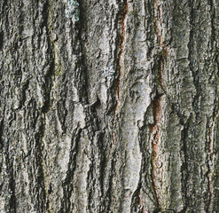 Fototapeta premium Bark of an oak, Belgium