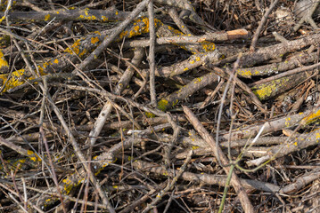 A pile of dry twigs as a background.