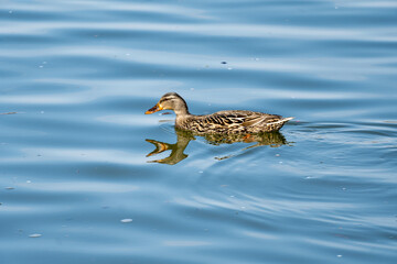 duck on the water