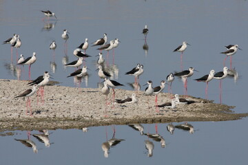 Stilt Flock