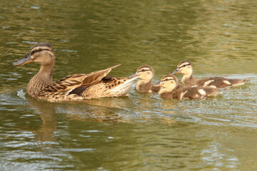 Mallard Mother & Ducklings Swimming