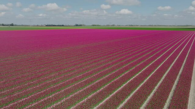 Pink Tulips growing in a field during a spring day in the Noordoostpolder, Flevoland, Holland. Drone point of view from above.